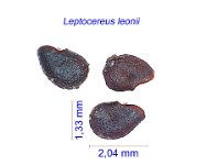 Leptocereus leonii Cuba JMA.jpg
